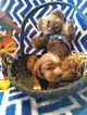 Small Photo #6 Cocker Spaniel Puppy For Sale in MCVEYTOWN, PA, USA