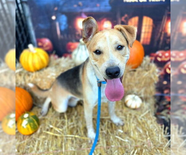 Medium Photo #1 German Shepherd Dog-Treeing Walker Coonhound Mix Puppy For Sale in Long Beach, CA, USA