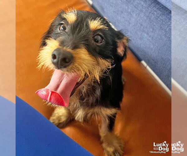 Medium Photo #3 Mutt Puppy For Sale in Washington, DC, USA