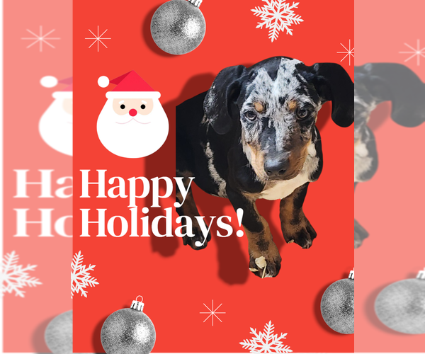 Medium Photo #1 Catahoula Leopard Dog Puppy For Sale in CUMBY, TX, USA