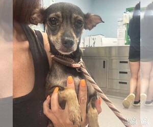 Medium Chihuahua Mix