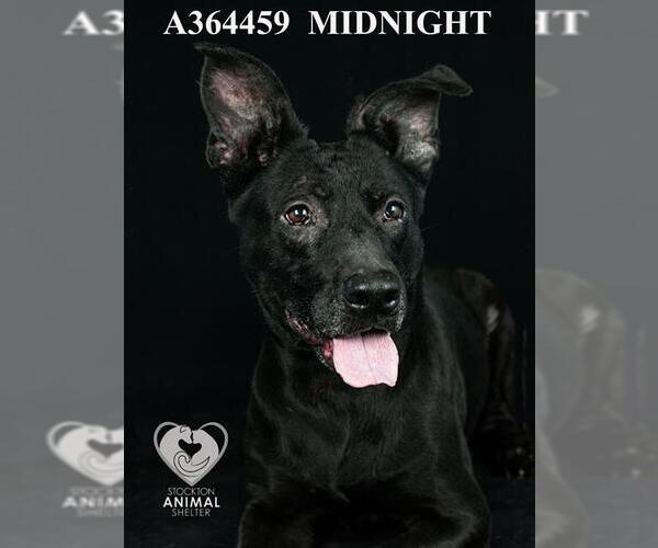 Medium Photo #2 Australian Kelpie Puppy For Sale in Stockton, CA, USA