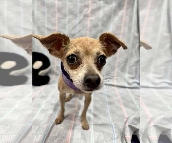 Medium Photo #1 Chihuahua-Unknown Mix Puppy For Sale in Tempe , AZ, USA