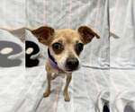 Small Chihuahua Mix