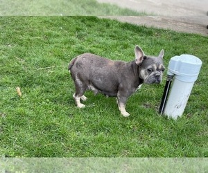 Mother of the French Bulldog puppies born on 10/29/2025