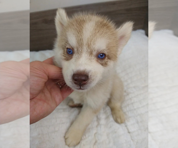Medium Photo #8 Siberian Husky Puppy For Sale in ORANGE PARK, FL, USA
