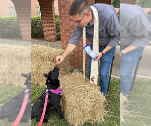 Lilli - Female Aussiedor Dog for Adoption - Photo #3