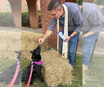 Small Photo #3 Aussiedor Puppy For Sale in Milner, GA, USA