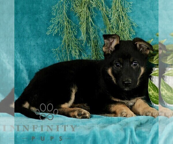 Medium Photo #3 German Shepherd Dog Puppy For Sale in PARADISE, PA, USA