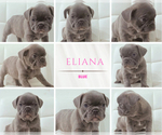 Small #3 French Bulldog