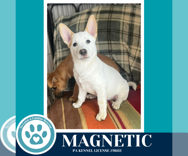 Medium Photo #5 Siberian Husky-Unknown Mix Puppy For Sale in Kimberton, PA, USA