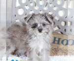 Small #2 Pomeranian-Poodle (Toy) Mix