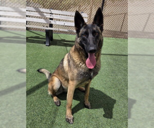 Medium Photo #2 Mutt Puppy For Sale in Norco, CA, USA