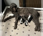 Small #9 Poodle (Standard)