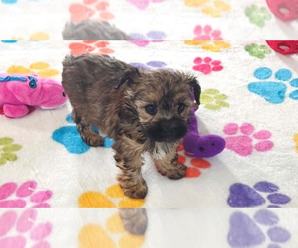 Medium Photo #14 Yorkipoo Puppy For Sale in ORO VALLEY, AZ, USA