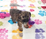 Small #13 Yorkipoo