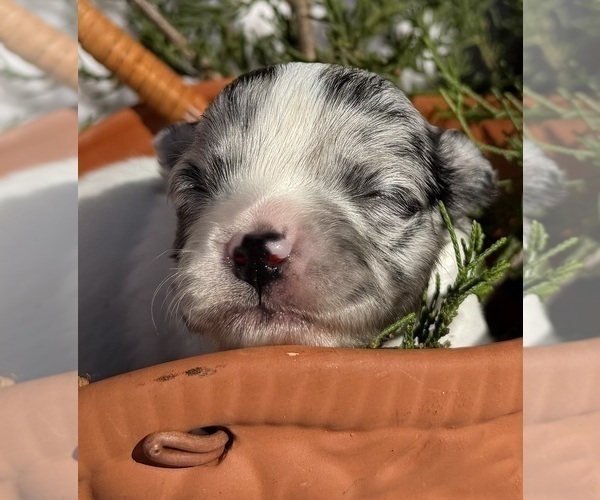 Medium Photo #6 Chihuahua Puppy For Sale in SHERMAN, TX, USA