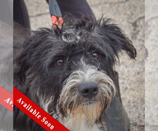 Medium Photo #1 Mutt Puppy For Sale in Huntley, IL, USA
