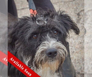 Mutt Dogs for adoption in Huntley, IL, USA
