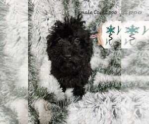 Cockapoo Puppy for sale in ROANOKE, IL, USA