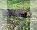 Small Photo #9 Belgian Malinois Puppy For Sale in MULBERRY, FL, USA