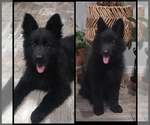 Image preview for Ad Listing. Nickname: Litter of 2
