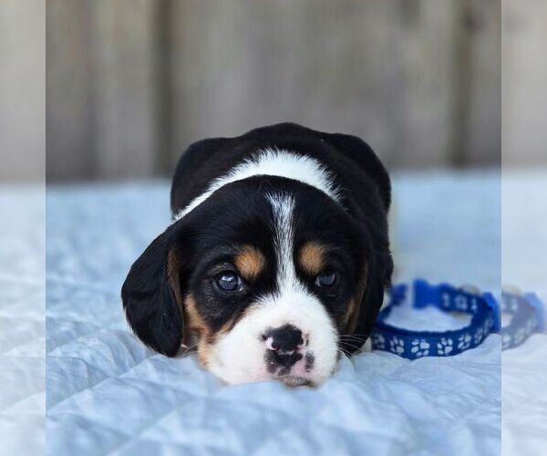 Medium Photo #2 Beaglier Puppy For Sale in PRESTON, MD, USA