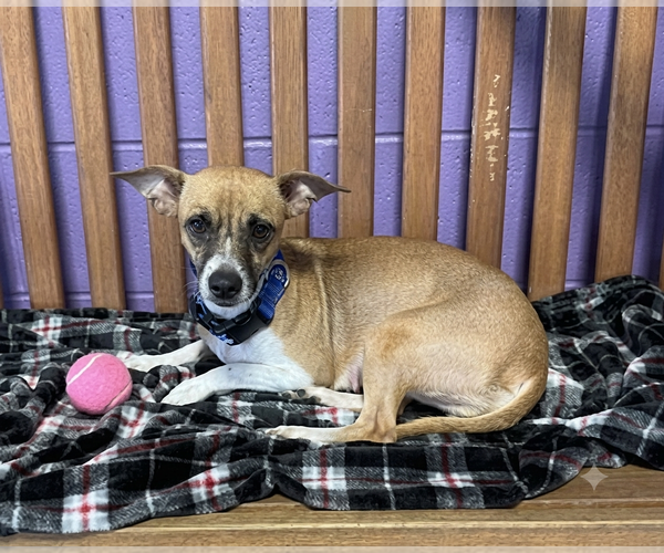 Medium Photo #2 Mutt Puppy For Sale in Genesee, WI, USA
