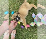 Small Shepradors