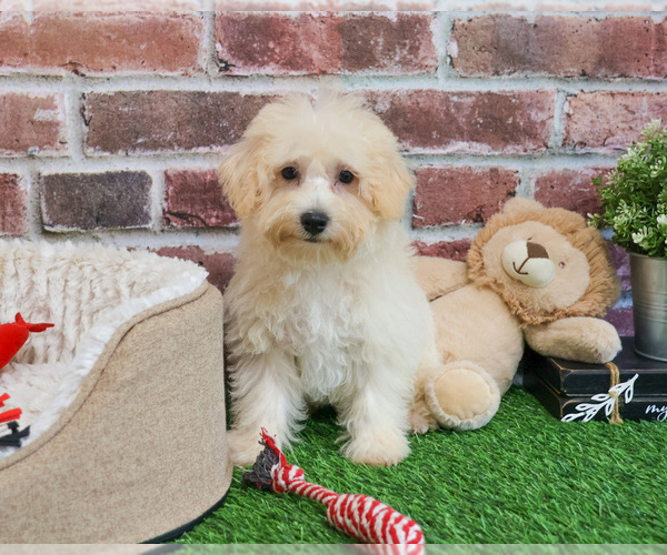Medium Photo #17 Poodle (Toy)-West Highland White Terrier Mix Puppy For Sale in SYRACUSE, IN, USA