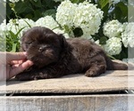 Small #3 Shih Tzu