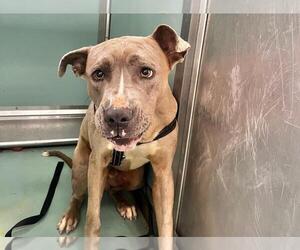 American Pit Bull Terrier-Catahoula Leopard Dog Mix Dogs for adoption in Moreno Valley, CA, USA