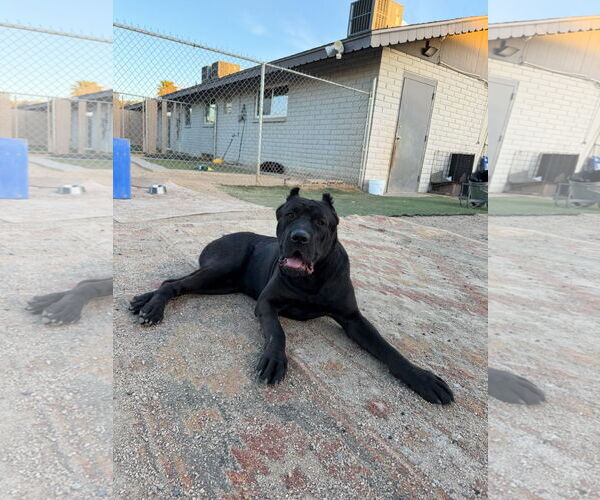 Medium Photo #3 Mutt Puppy For Sale in Goodyear, AZ, USA