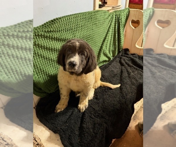 Medium Photo #40 Newfoundland Puppy For Sale in AURORA, IN, USA