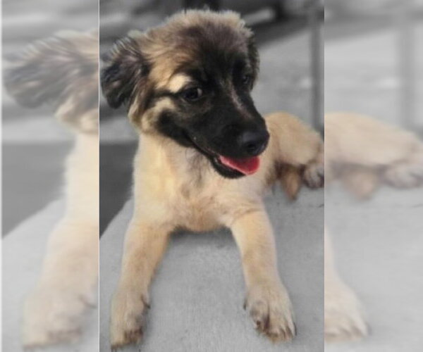 Medium Photo #2 Labrador Retriever-Unknown Mix Puppy For Sale in Virginia Beach, VA, USA