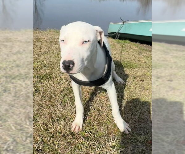 Medium Photo #2 Bulldog-Labrador Retriever Mix Puppy For Sale in Tarrytown, GA, USA