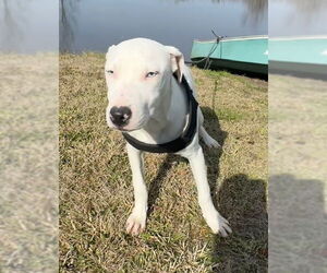 Bulldog-Labrador Retriever Mix Dogs for adoption in Tarrytown, GA, USA