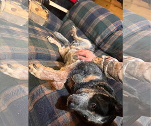 Haley - Female Mutt Dog for Adoption - Photo #4