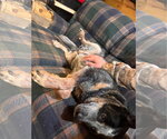 Small Photo #4 Mutt Puppy For Sale in Garden City, NY, USA
