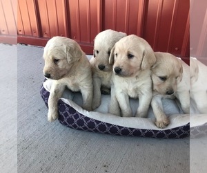 Labradoodle Puppy for sale in COLTON, SD, USA