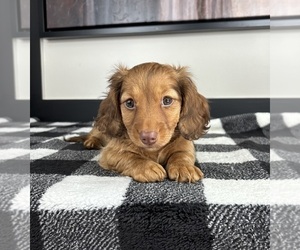 Dachshund Puppy for sale in FRANKLIN, IN, USA