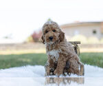 Small Photo #1 Goldendoodle (Miniature) Puppy For Sale in WARSAW, IN, USA