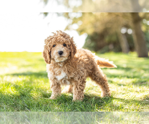 Poodle (Miniature) Puppy for sale in SHIPSHEWANA, IN, USA
