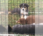 Small Photo #17 Australian Shepherd Puppy For Sale in GILMER, TX, USA