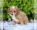 Small #3 Cavapoo