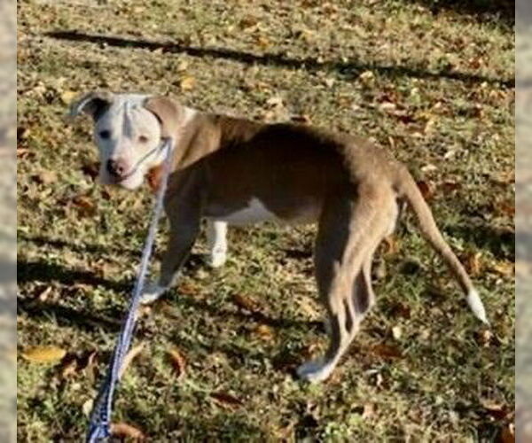 Medium Photo #6 Mutt Puppy For Sale in Mount Laurel, NJ, USA