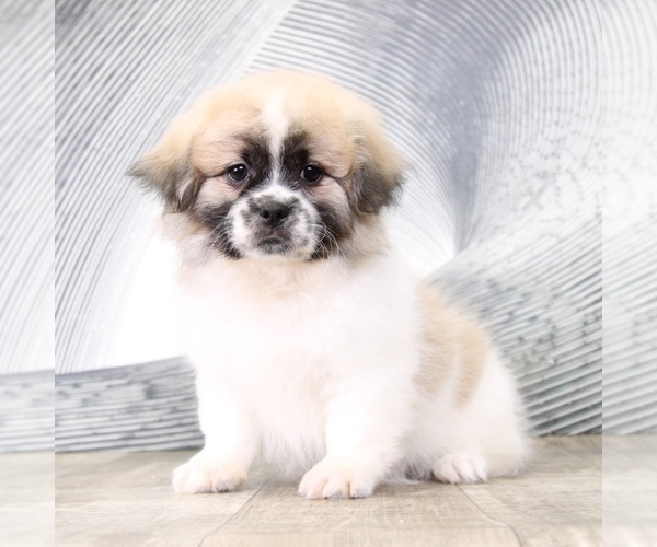Medium Photo #1 Zuchon Puppy For Sale in WESTPOINT, IN, USA