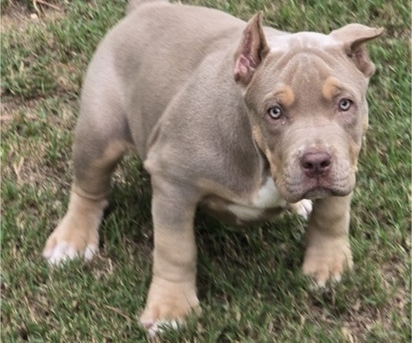 Medium Photo #3 American Bully Puppy For Sale in WALTERBORO, SC, USA