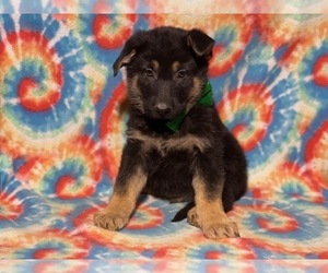 German Shepherd Dog Puppy for sale in LANCASTER, PA, USA