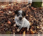 Puppy Bingo Australian Cattle Dog